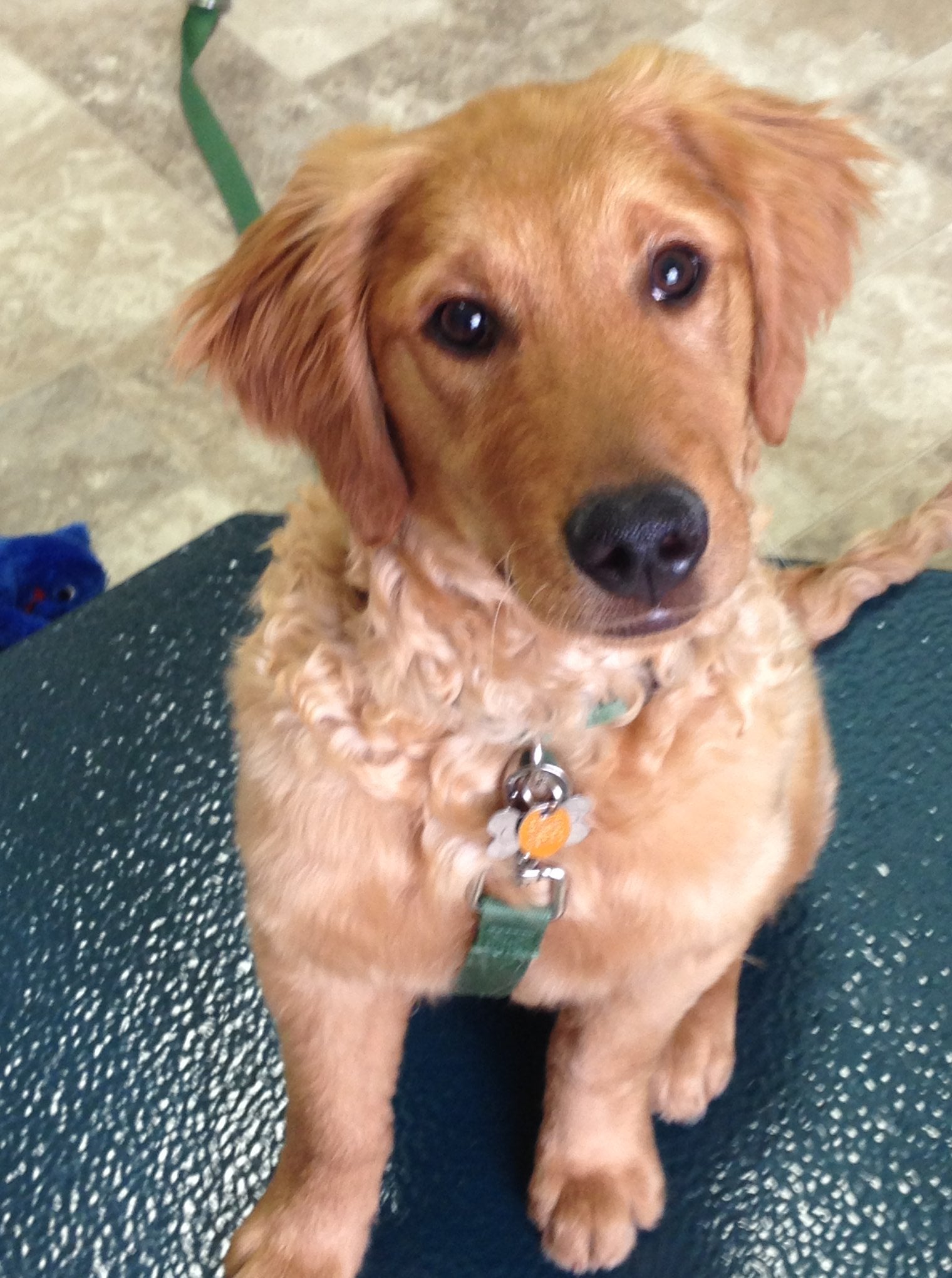 Find Pet Care Information and Veterinarians in Glendale, Colorado